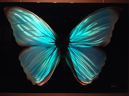 Blue Morpho Butterfly